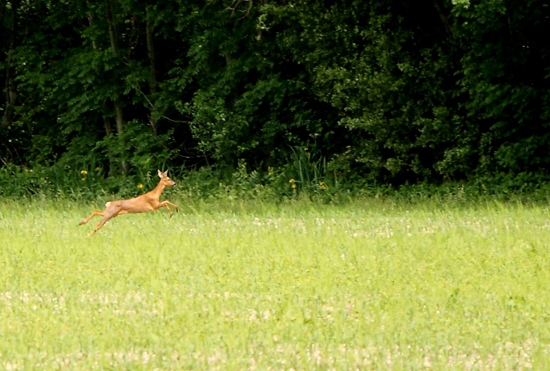 Hummmmm... ma biche !!! _mg_7713