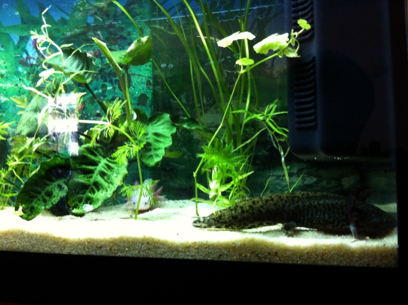 Enfin mon nouvel Aquarium !!!  Google12