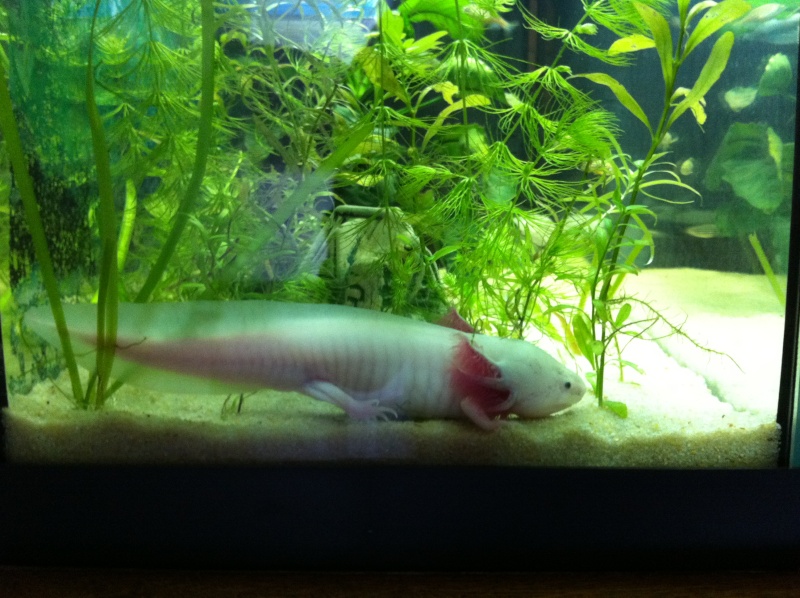Axolotls quelques photos :) Img_1728