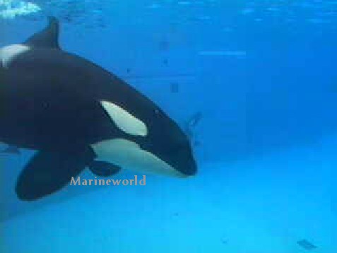 [Webcam] Orques - Seaworld San Diego - Page 2 Kassy012