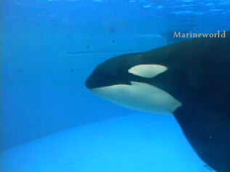 [Webcam] Orques - Seaworld San Diego - Page 2 Orkid011