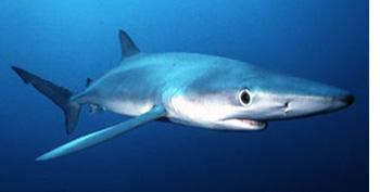 [Actualité] Augmentation d'espèces de requins menacées! Requin16