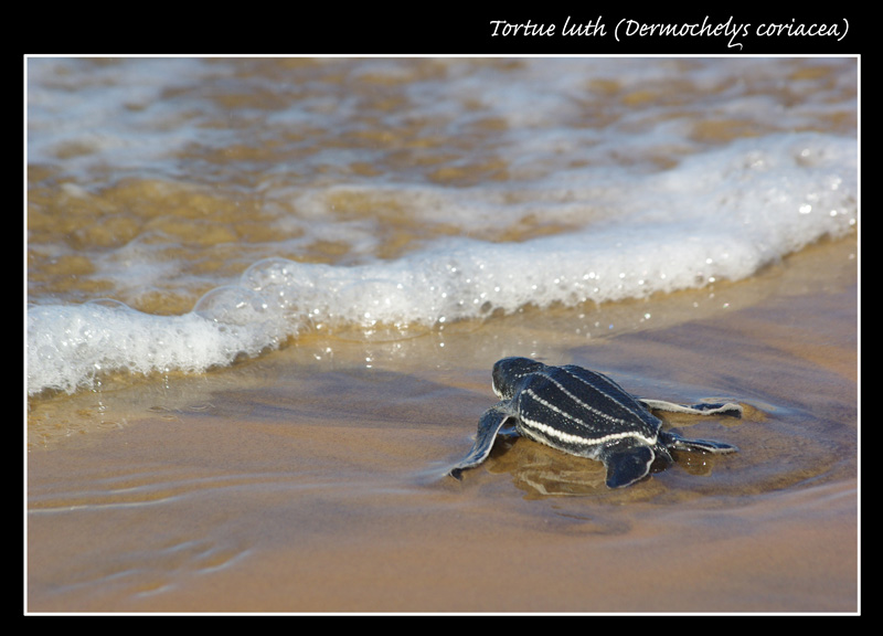 [Photos] Bébés Animaux  Tortue10