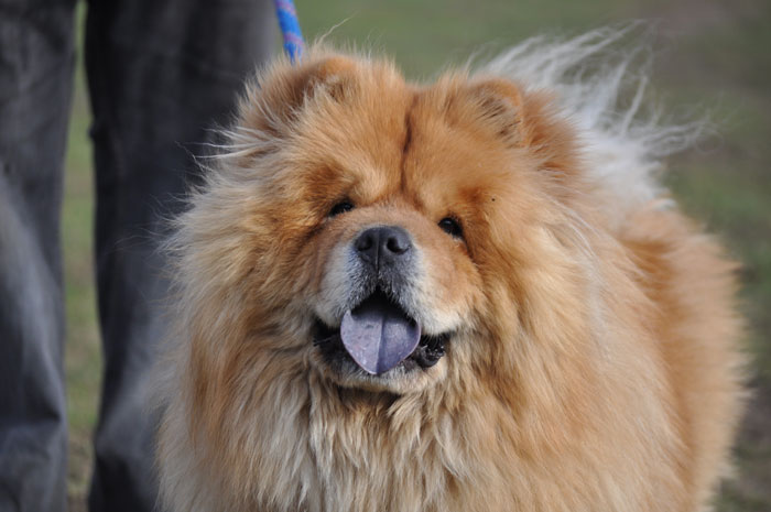 CANNELLE (Chow Chow) Cannel11