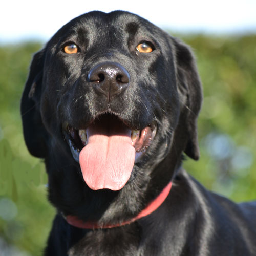 LOUNIA (type labrador) Lounia10