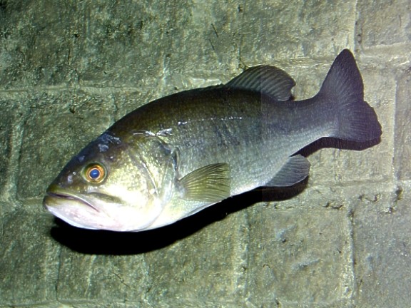 bass - QUE ES UN BLACK BASS Blackb10