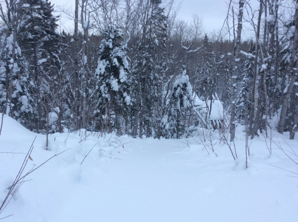 Forêt et cabane a sucre (3ème partie) - Page 5 22jan211