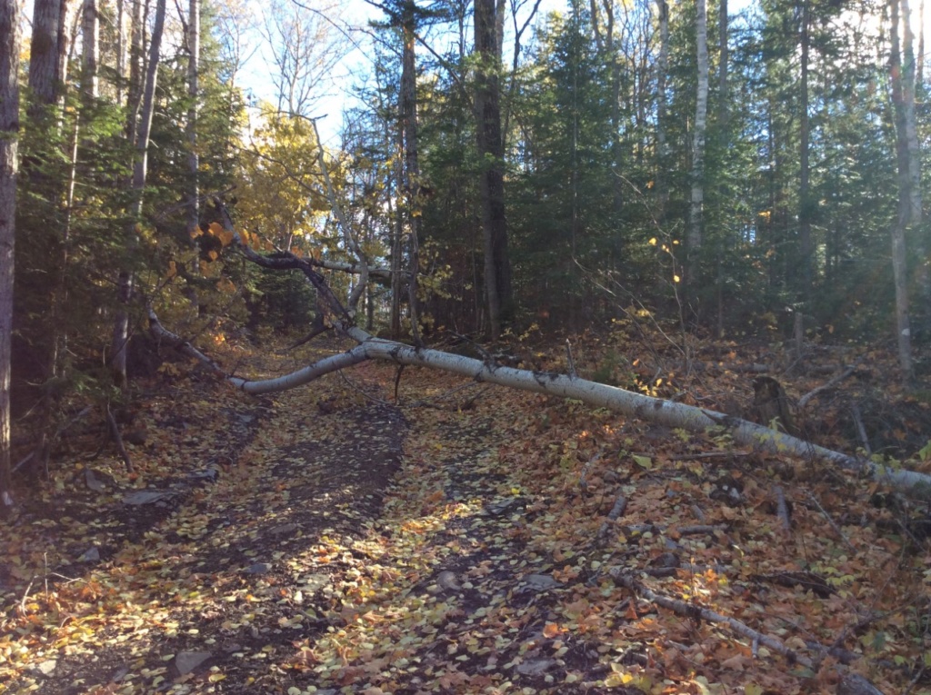 Forêt et cabane a sucre (1ère partie) - Page 39 23oct210