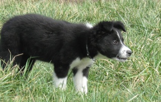 taille - taille et poids de vos chiots!!!! 0_25311