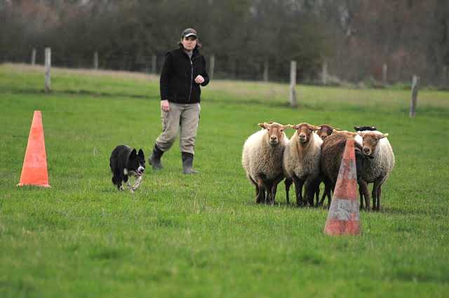 photos - Concours photos : " Attitude au travail sur troupeaux d'ovins " - Page 2 528_1410