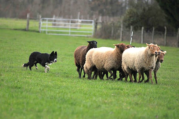 photos - Concours photos : " Attitude au travail sur troupeaux d'ovins " - Page 2 528_1710