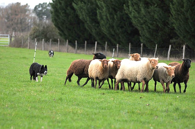 photos - Concours photos : " Attitude au travail sur troupeaux d'ovins " - Page 2 528_1811
