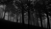 Une forêt sombre...