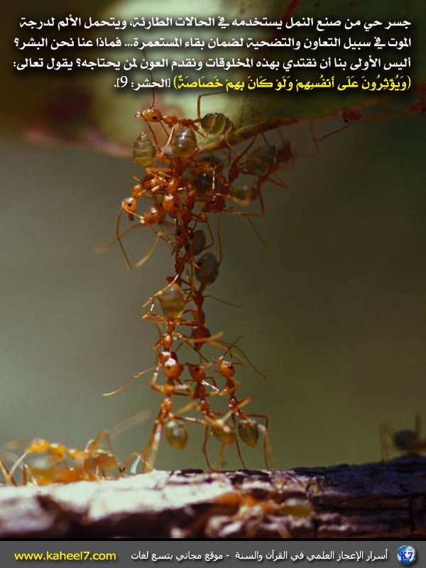 أسرار الإعجاز العلمي بالصور...سبحان الله Ant-co10