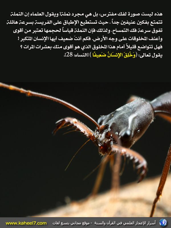 أسرار الإعجاز العلمي بالصور...سبحان الله Ant-st10