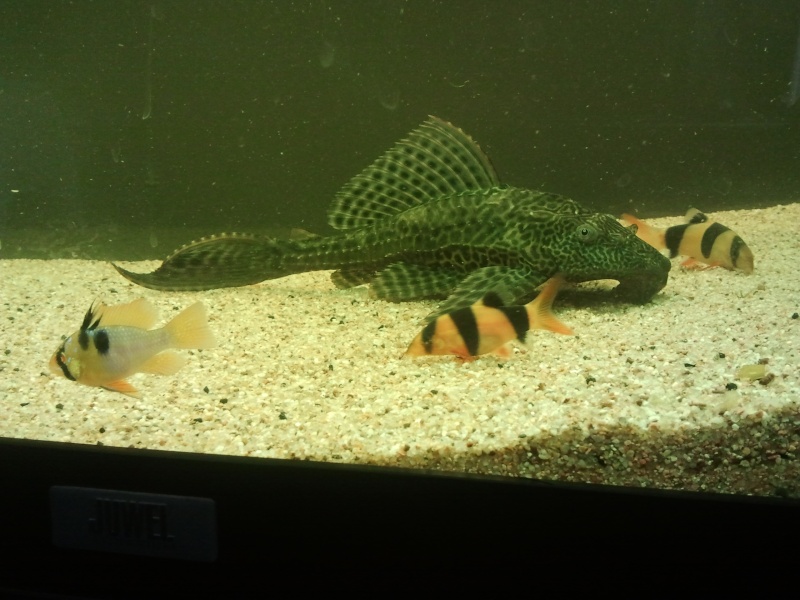 les poissons de plecolove. Photo231