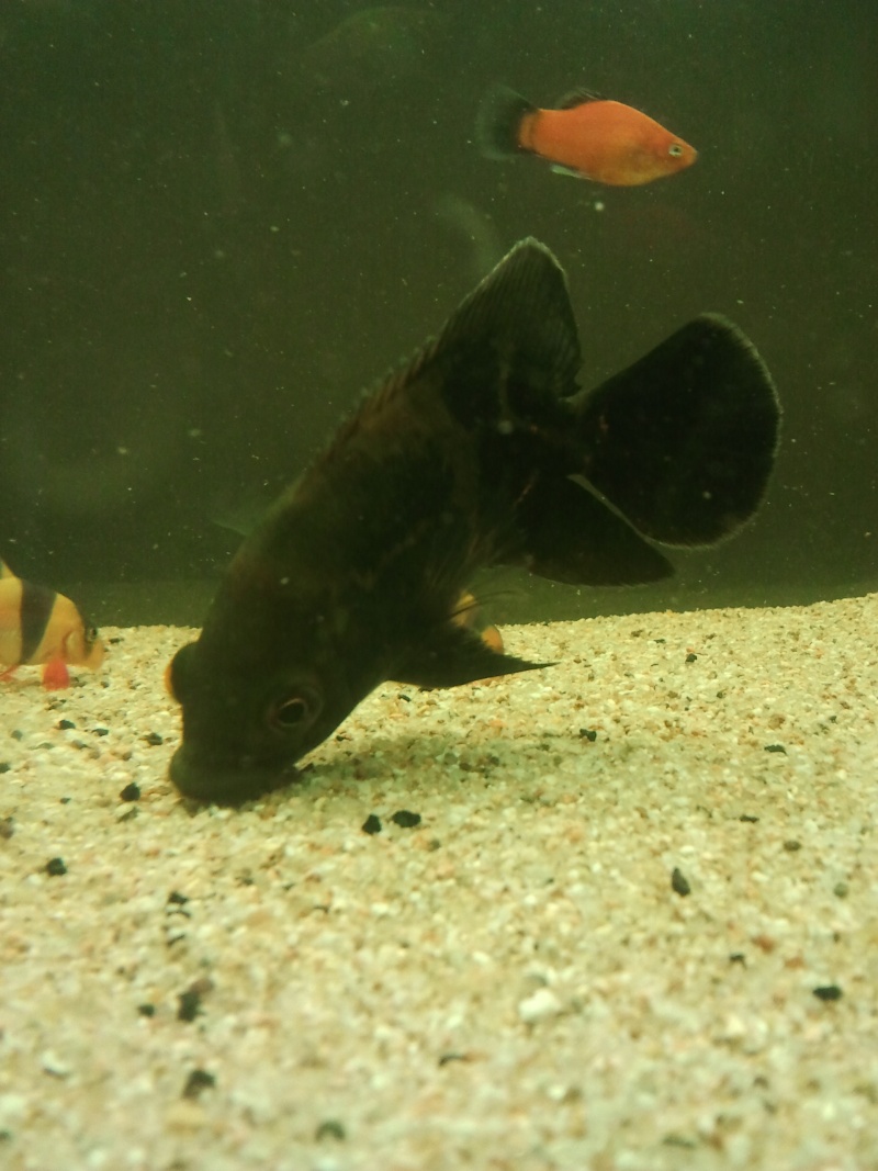 les poissons de plecolove. Photo239
