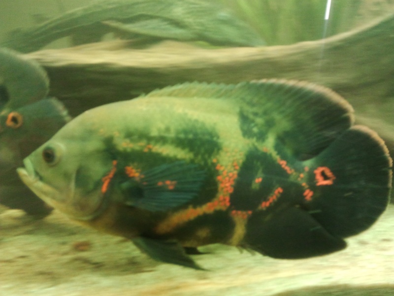 600L Astronotus ocellatus. Photo319