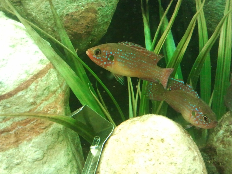 600L Astronotus ocellatus. - Page 2 Photo327