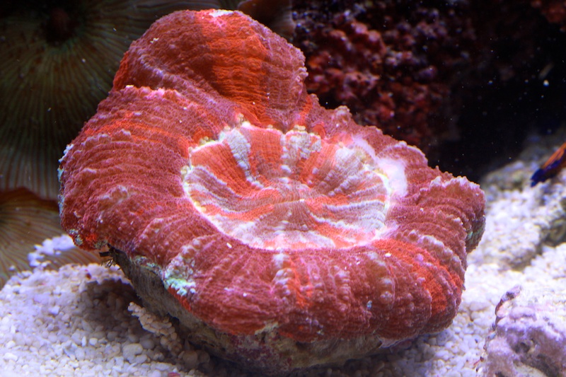 Navarchus Reef Tank Evolution Img_7028