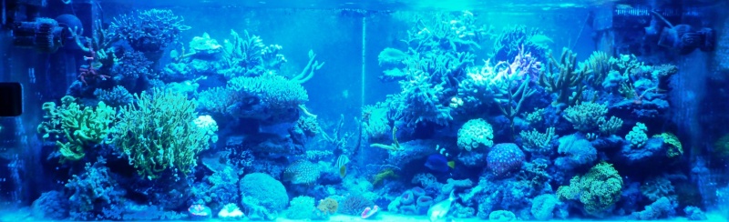 Navarchus Reef Tank Evolution - Page 5 P1000129