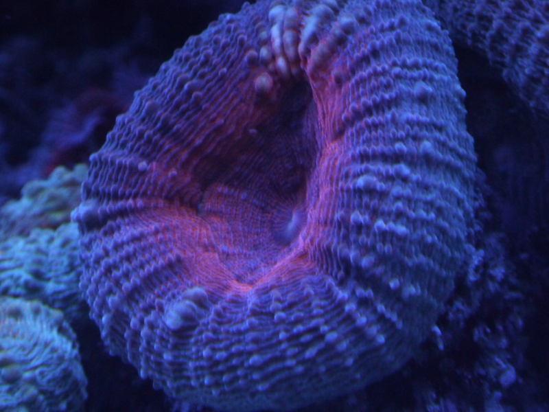 Navarchus Reef Tank Evolution - Page 5 P1000141