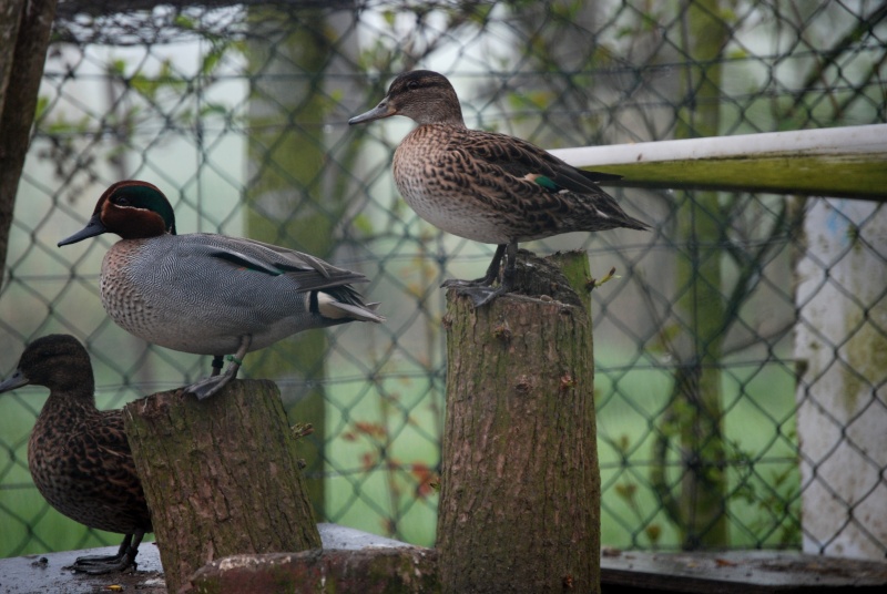 concours photo parade ou en couple (canard uniquement ) Dsc_0031