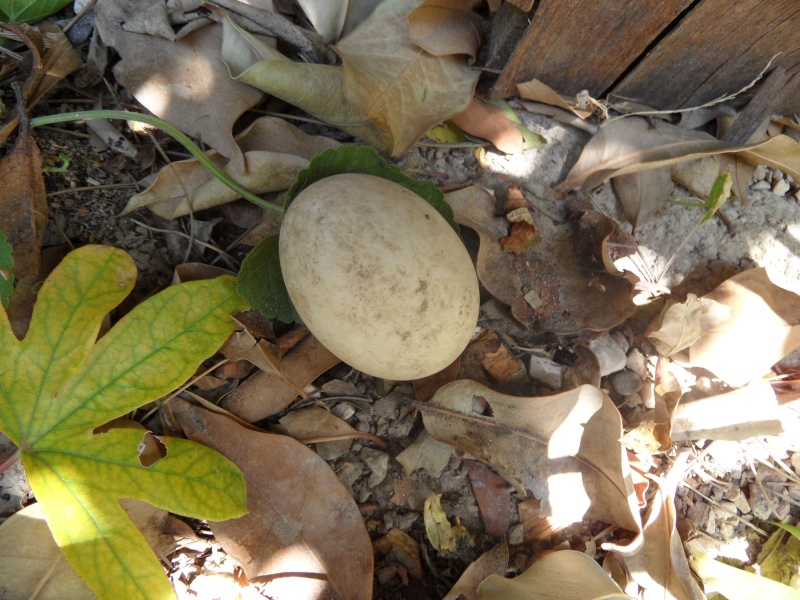 Oeuf 00112