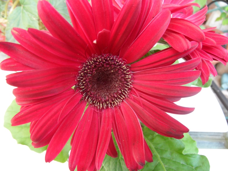 GERBERA!!! 00212