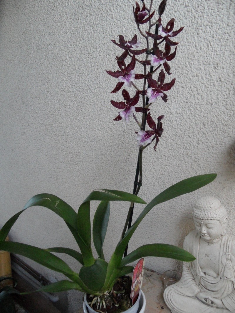 Orchidée Cambria 00217