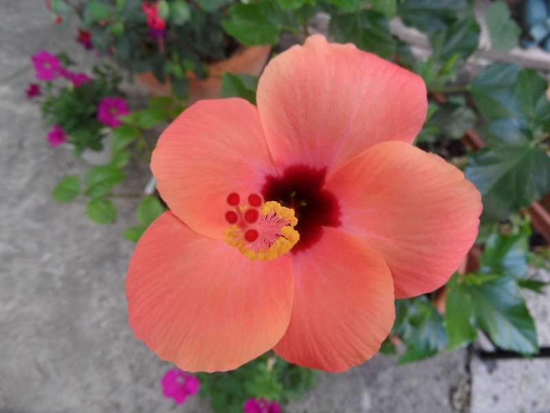 Hibiscus rosa sinensis - Page 6 00219