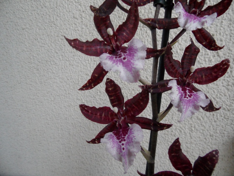 Orchidée Cambria 00317