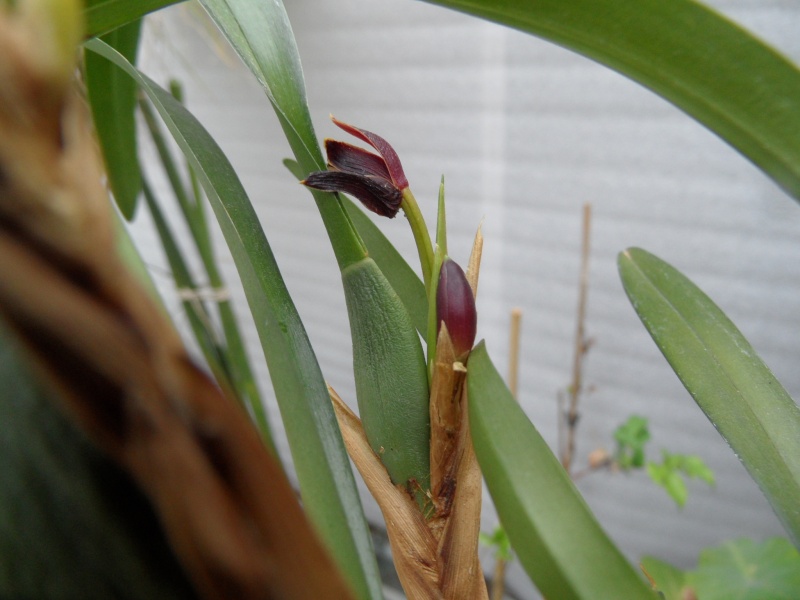 Maxillaria - Page 2 00918