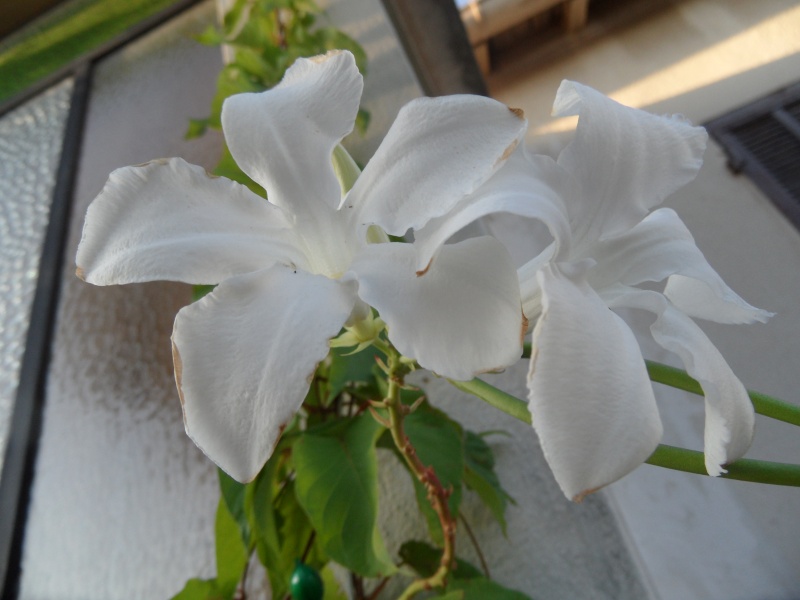 mandevilla suaveolens - Page 2 01112