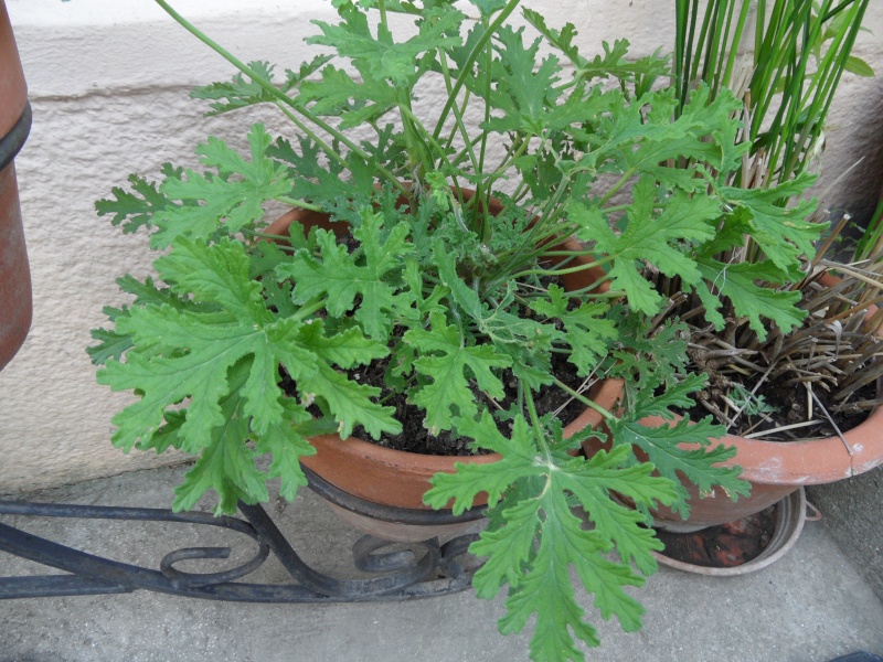 Géraniums, mais lesquels? Pelargonium x fragrans  01411