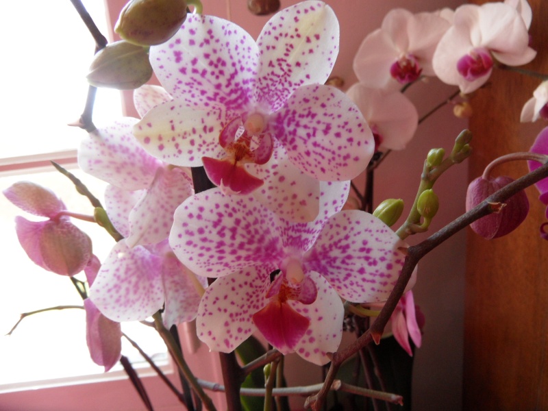 Phalaenopsis - Page 24 01614