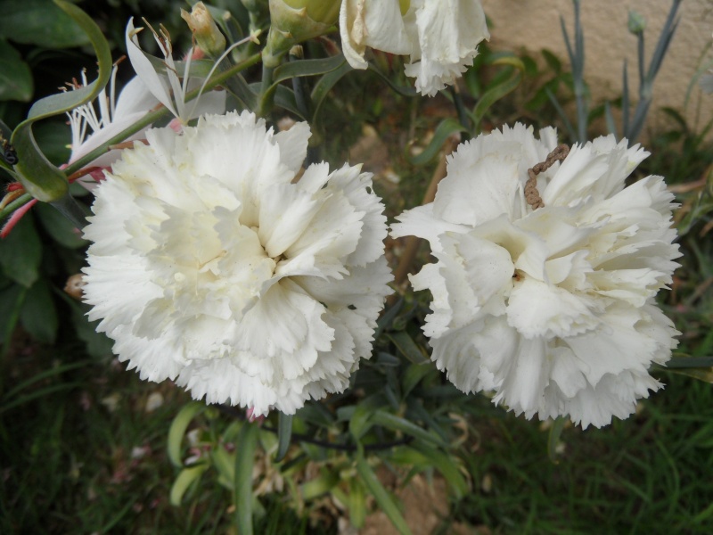 Fleurs blanches 11710