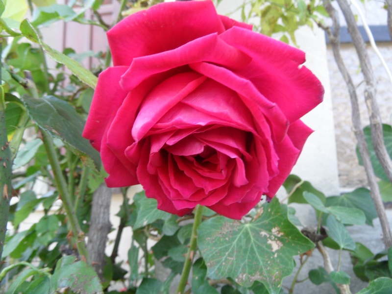 Les roses de nos jardins! - Page 36 54310