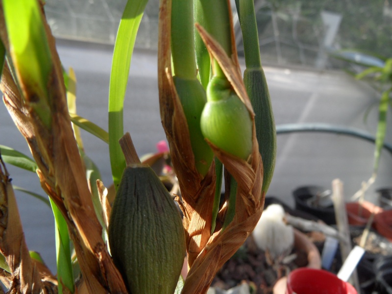 Maxillaria 71410