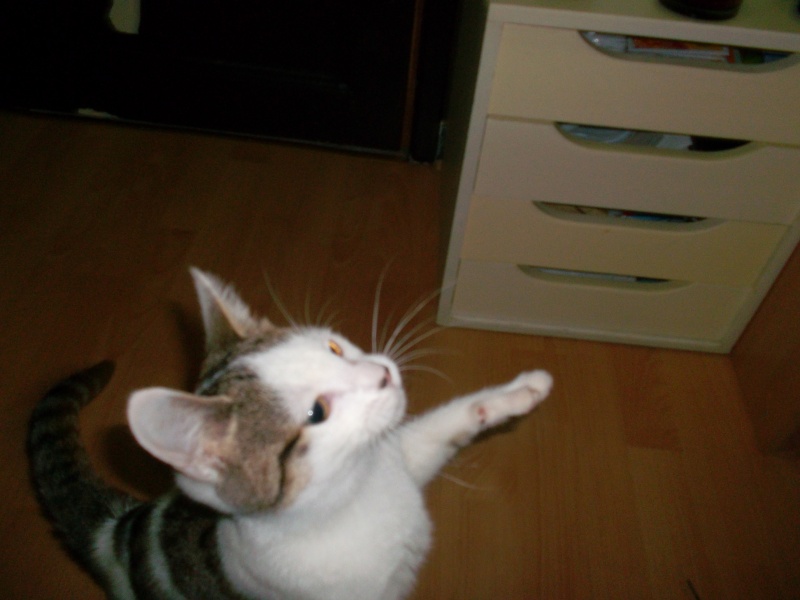 Drusilla, ma chatte Sam_0411