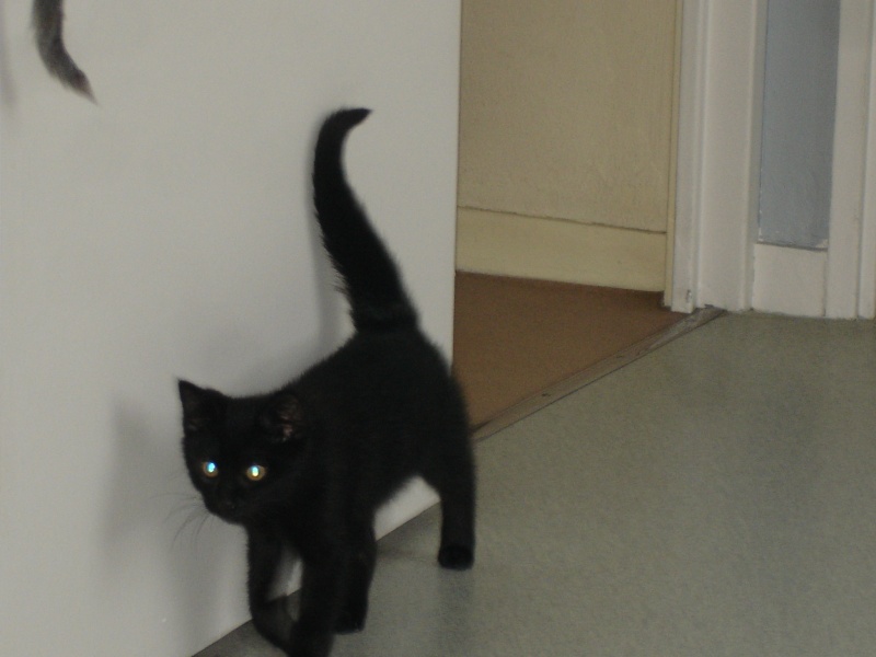 Orko, chaton noir né mi avril 2011 (adopté) Dsc02910