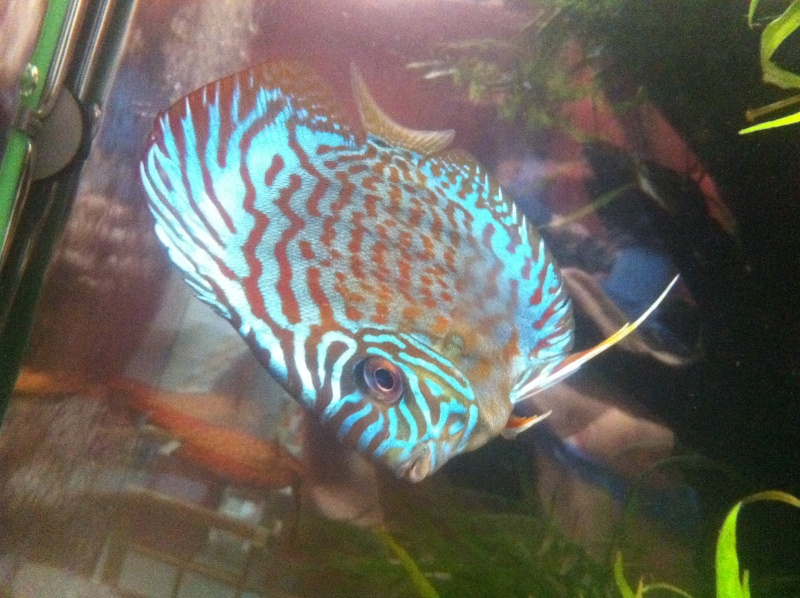 photos de mes discus  Poisso12