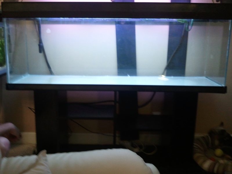 Mon aquarium de 300l  2011-112