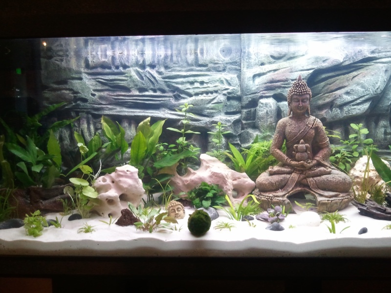 Mon aquarium de 300l  2011-122