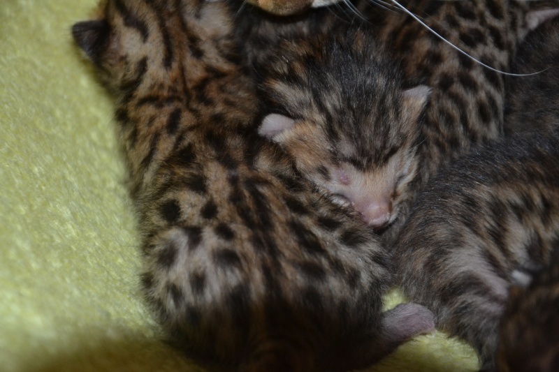 Les petits H de Leopardcats Lady Bump - Page 6 7_days15