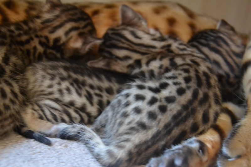 Les petits H de Leopardcats Lady Bump - Page 10 Van_3012