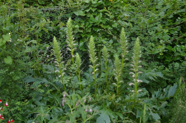 Acanthus mollis !!! - Page 4 Imgp0210