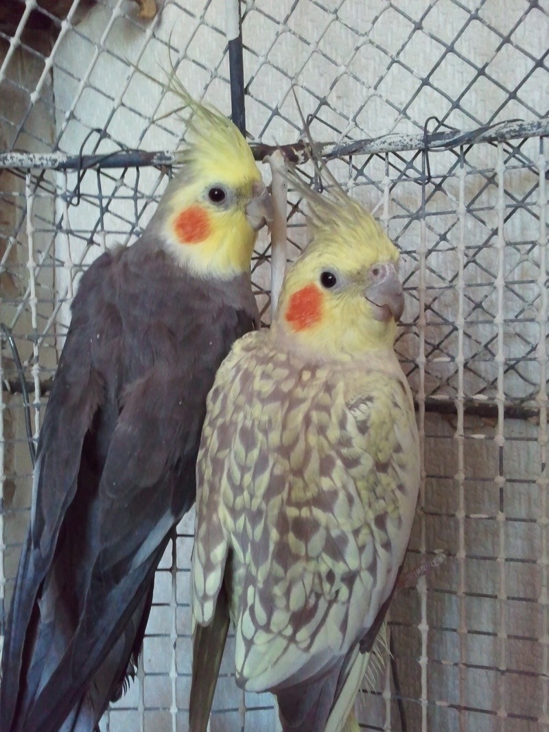 Que pensez vous de mes oiseaux ? Photo011