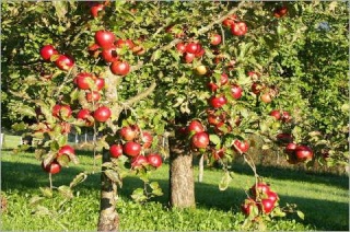 Das Apfelbaumfeld