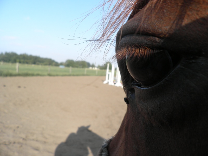 Fotos von Pferden/Ponys zuhause - Seite 39 P1010111